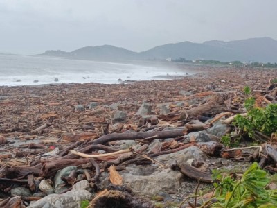 北濱海灘上漂流木 